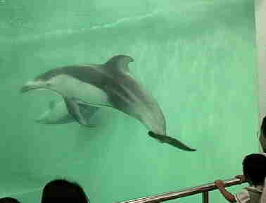 dolphin